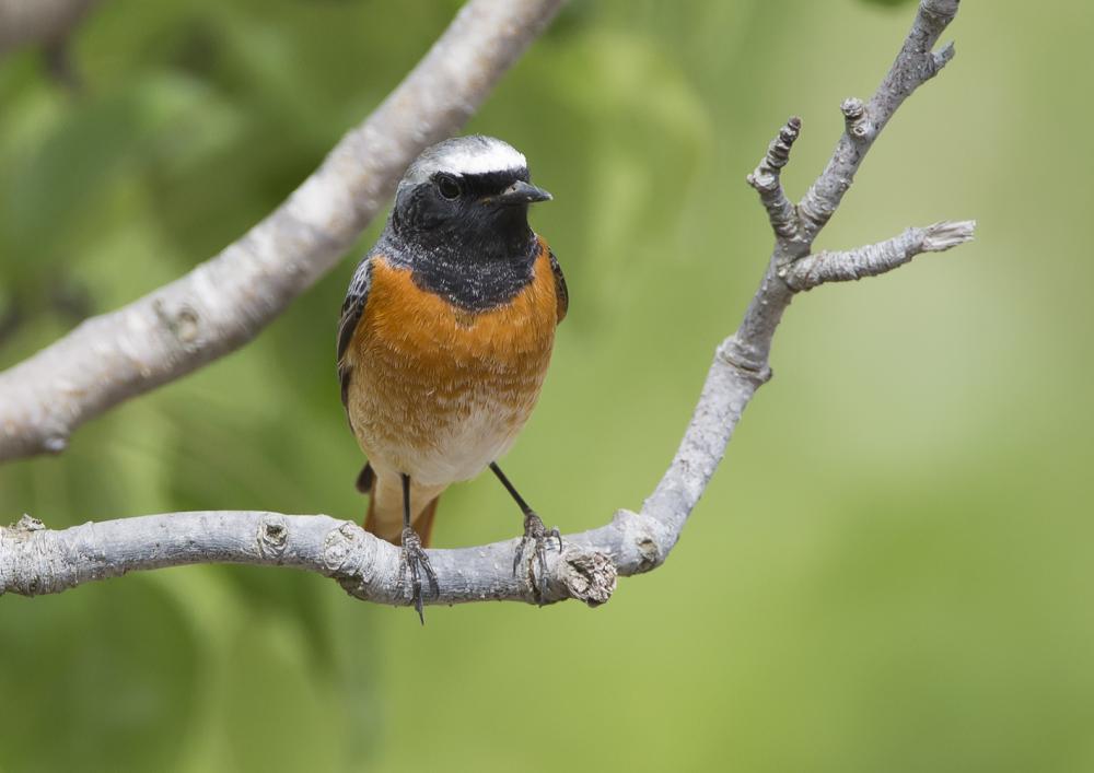 Adult Redstart Male: Front View