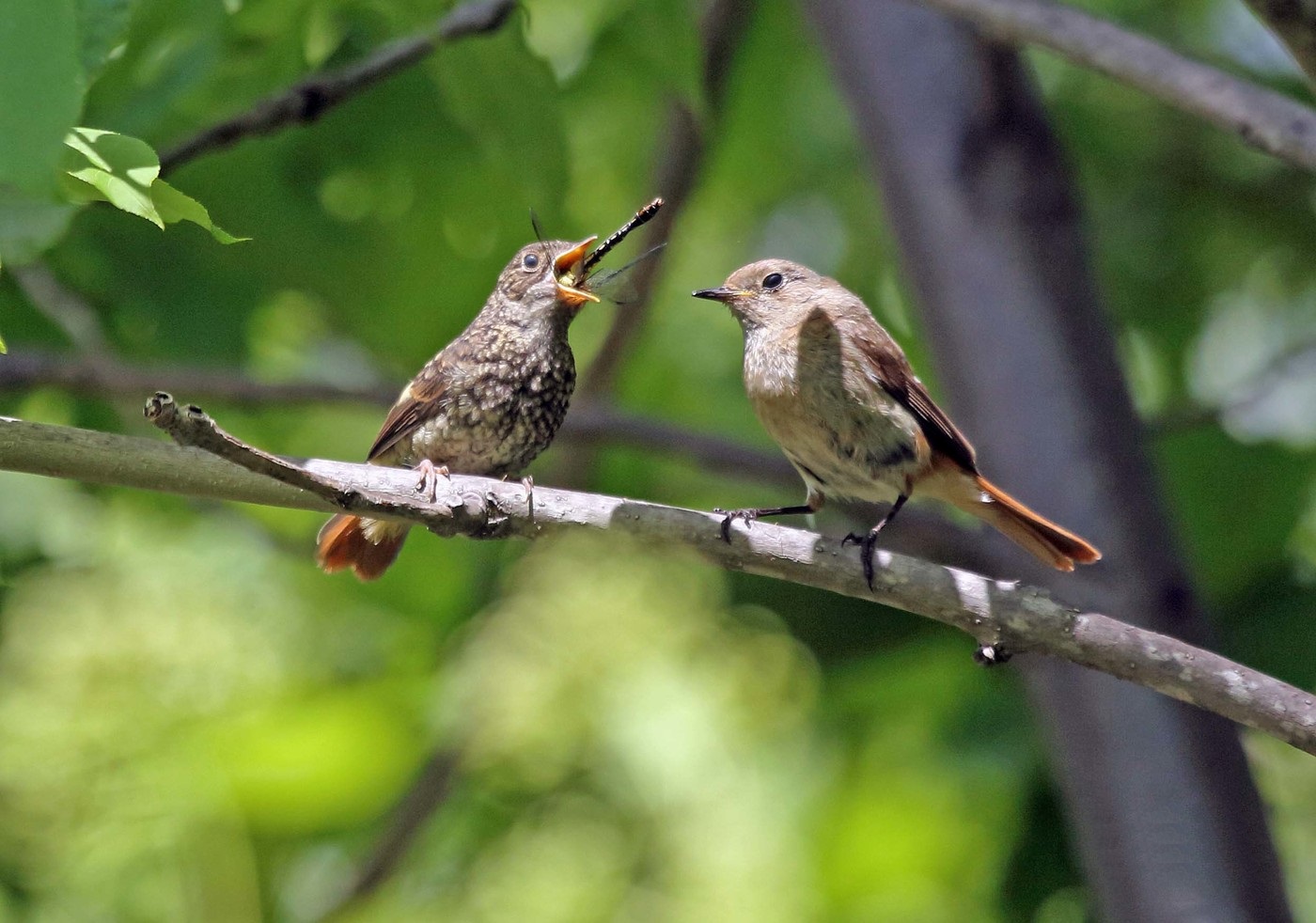 Redstart fed the dragonfly to the chick