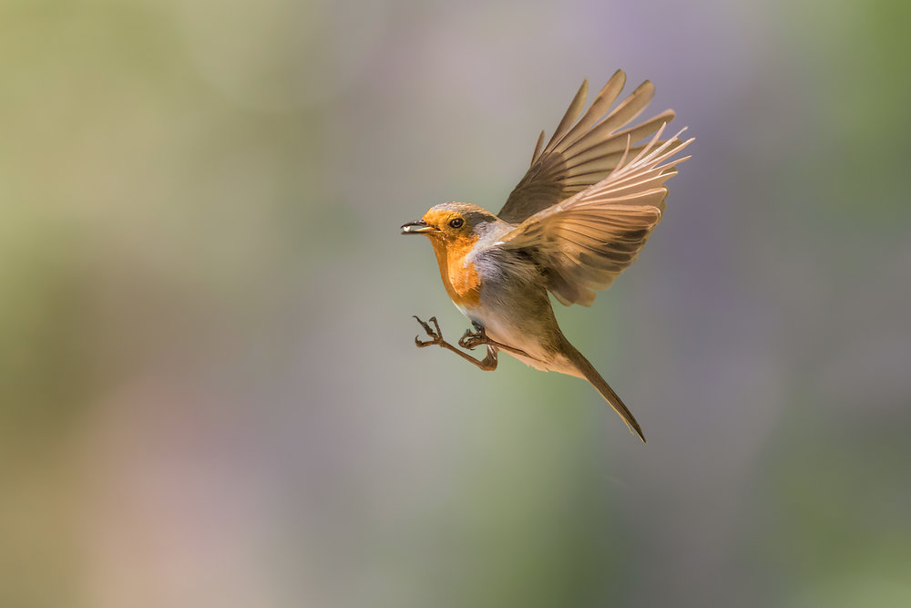 Robin u letu
