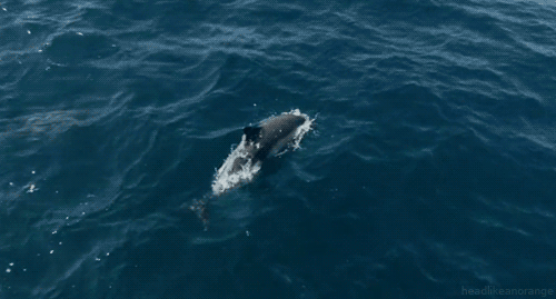 GIF picture: dolphin "claps hands"
