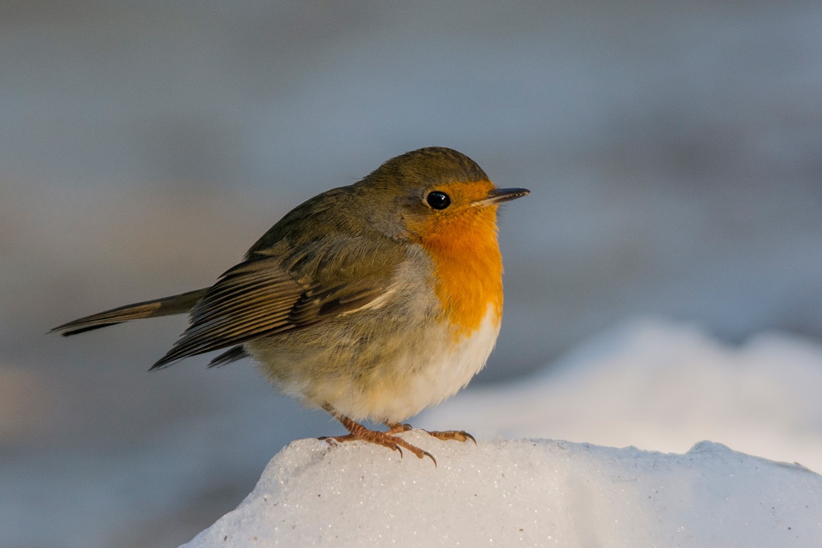 Robin op sneeuw