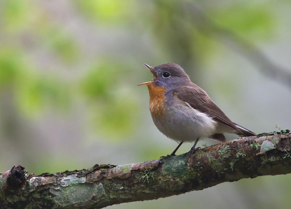 Singing male small flycatcher