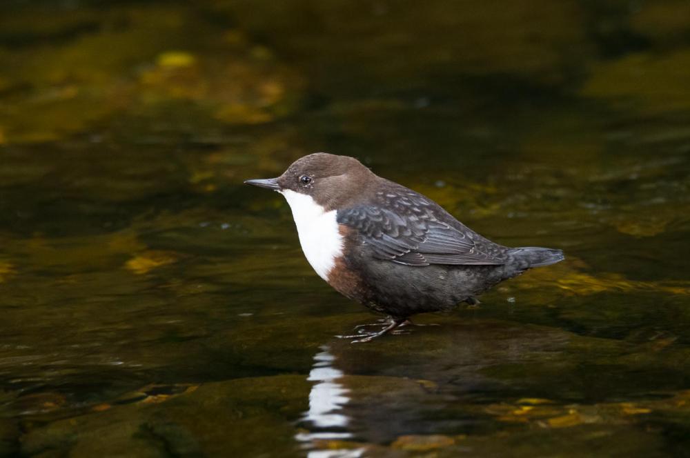 Dipper in the water