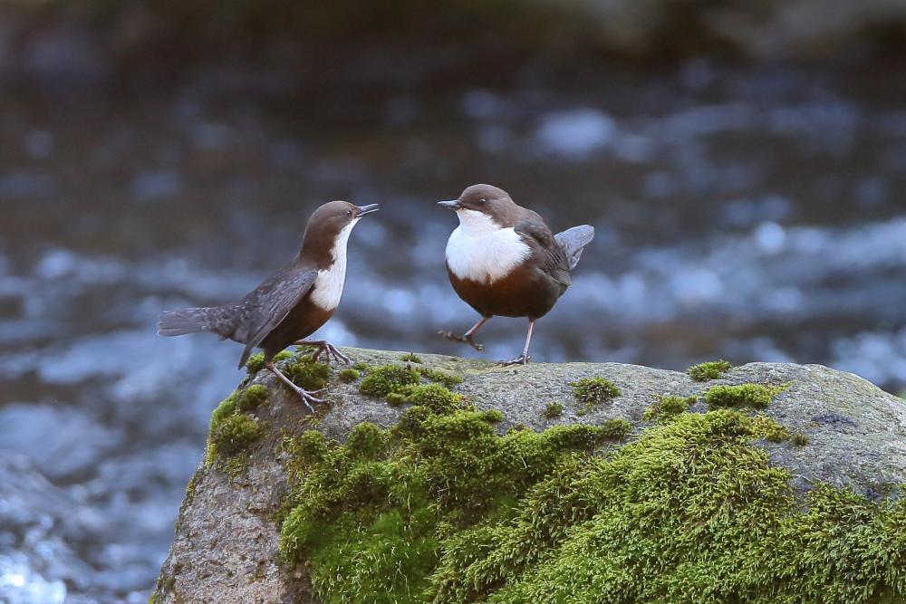 Two dippers by the river