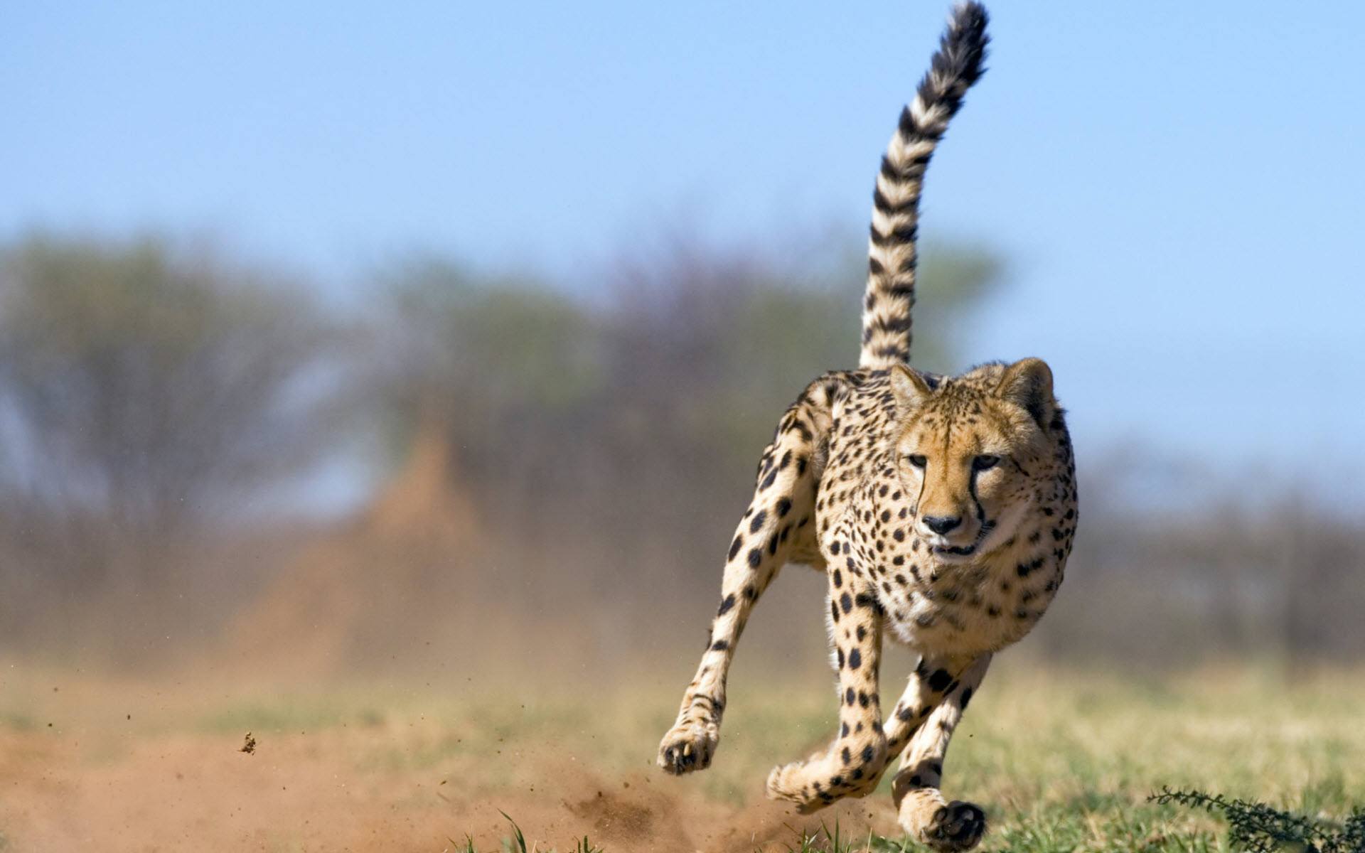 Foto av en cheetah