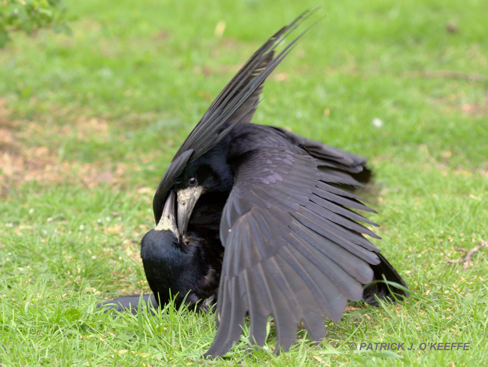 Sukob dvojice vrana