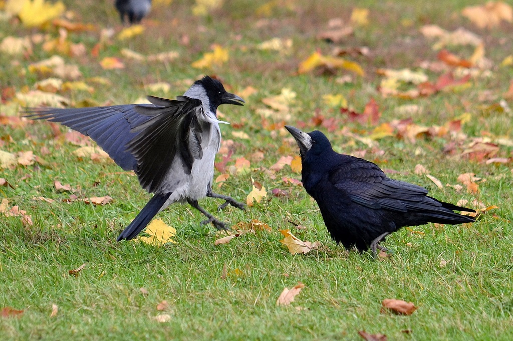 Rook i Crow