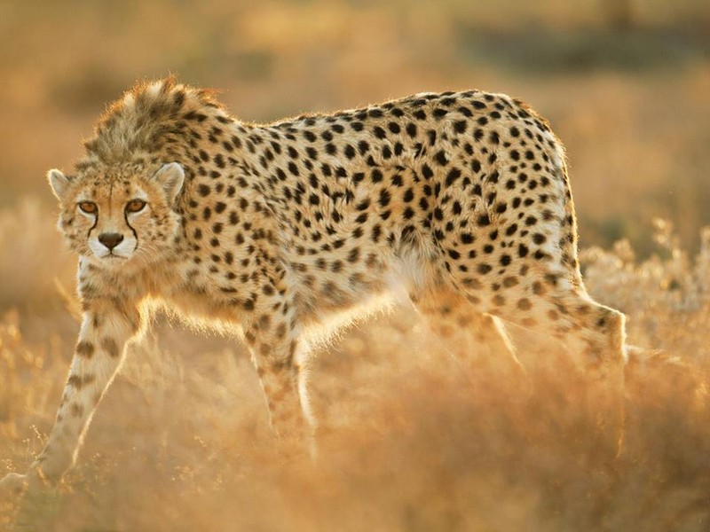 Photo of a cheetah