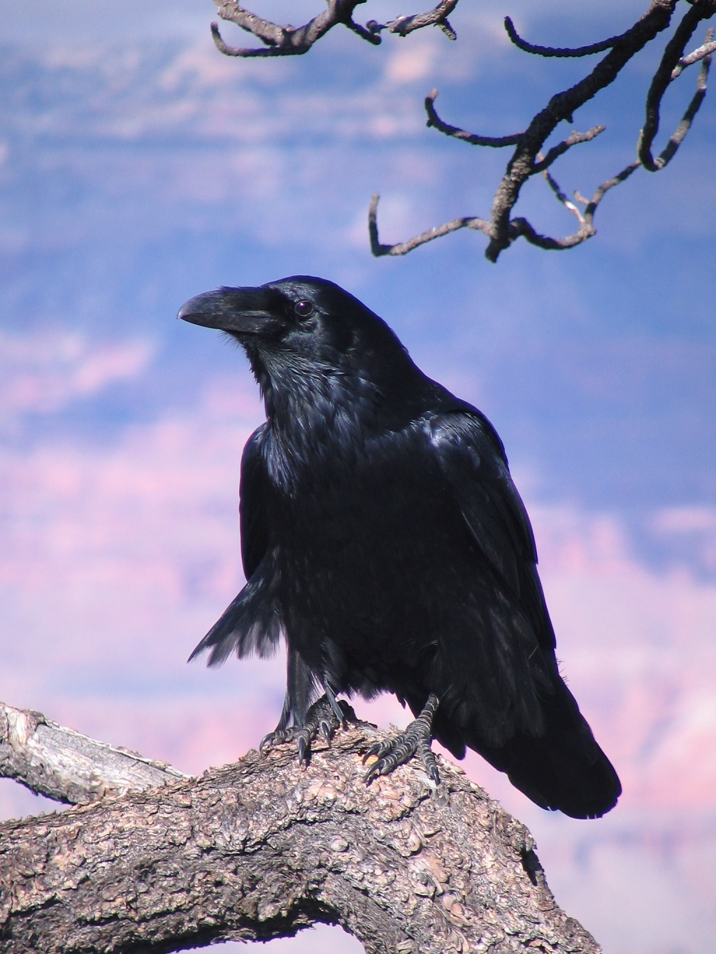 Raven: pogled s prednje strane