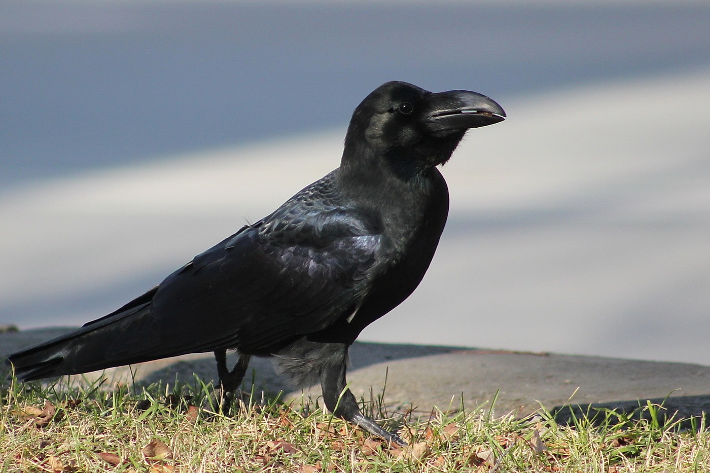 El corb negre avança a través de l'herba