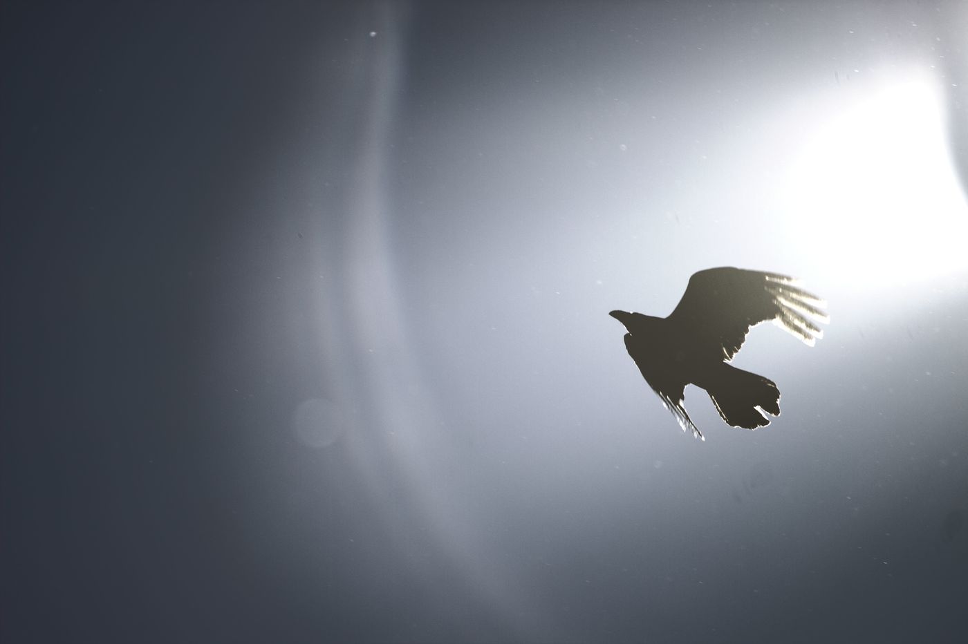 Raven in de lucht tegen de achtergrond van de zon