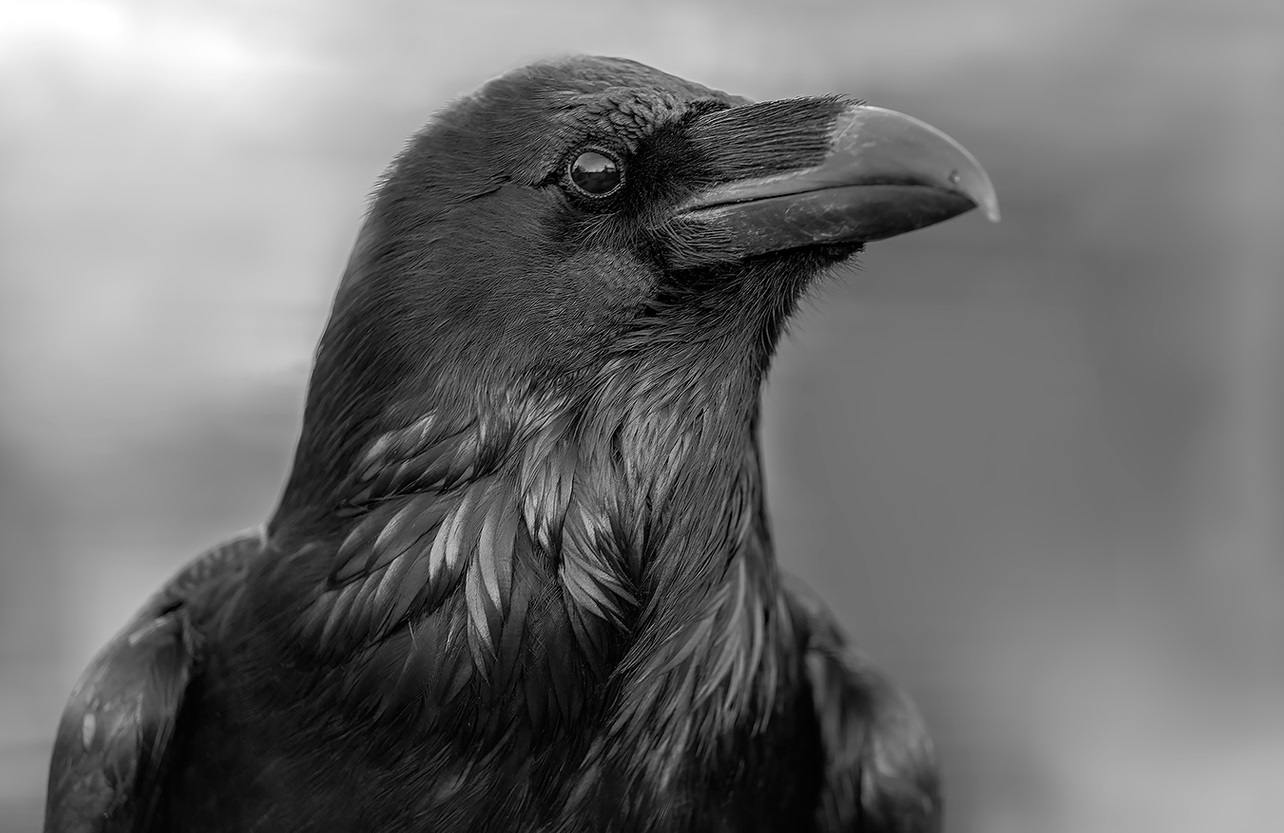 Raven: pòtrè yon zwazo