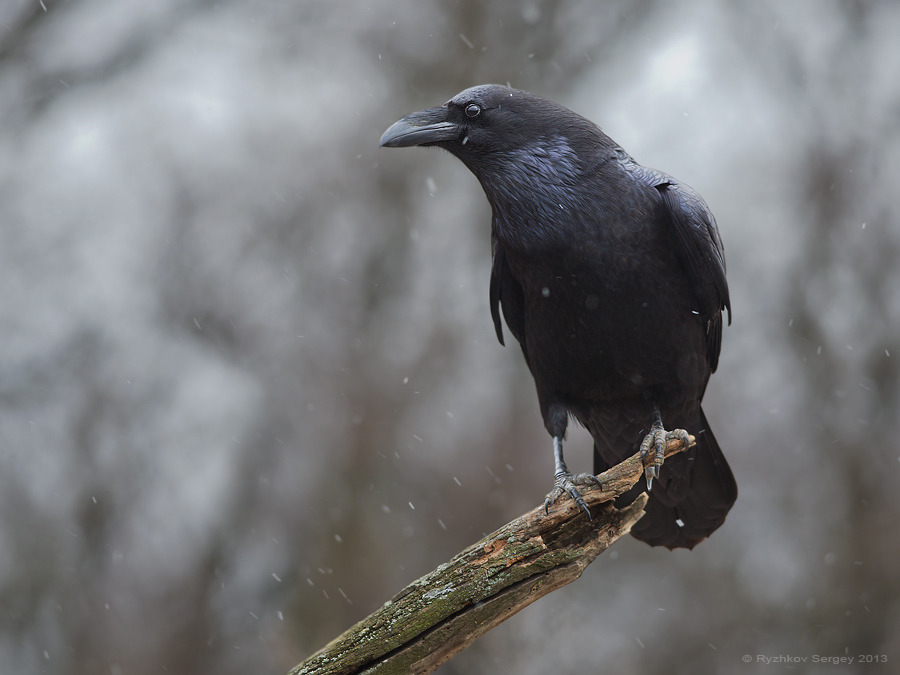 Raven: foto van een vogel op een tak