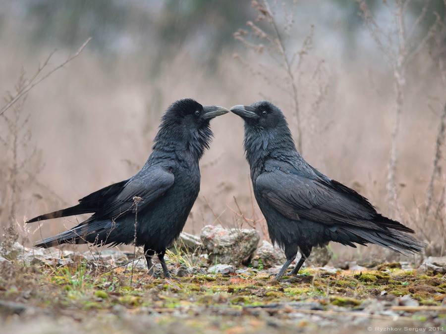 Um par de corvos