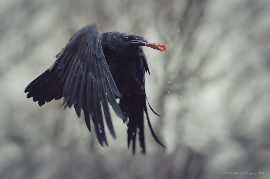 Raven vliegen met iets eetbaars