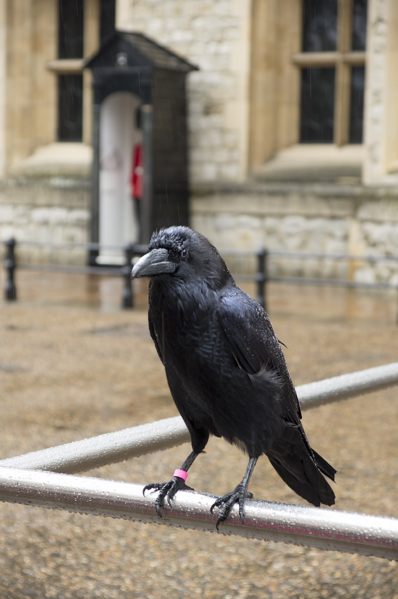 Raven i Tottenhamit