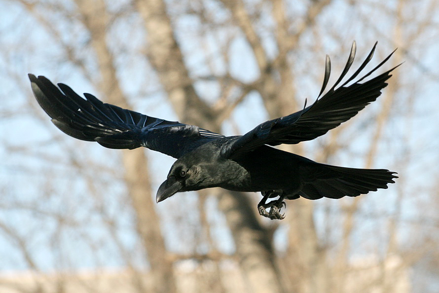Raven: foto tijdens de vlucht