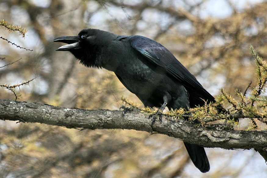 Raven: gyönyörű madárfotó