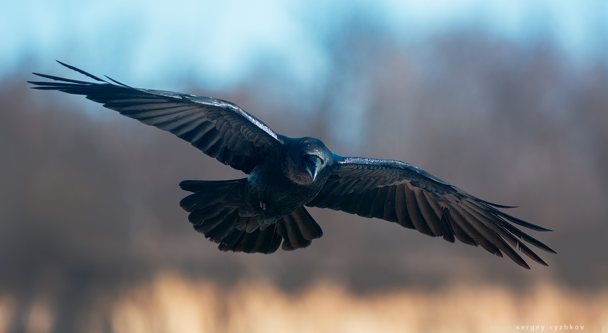 Raven sa flight