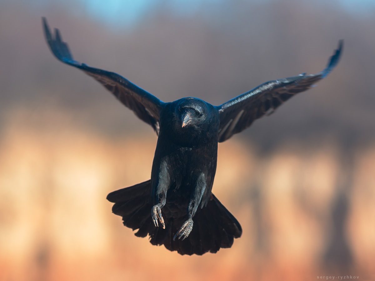 Immagine di un corvo in volo