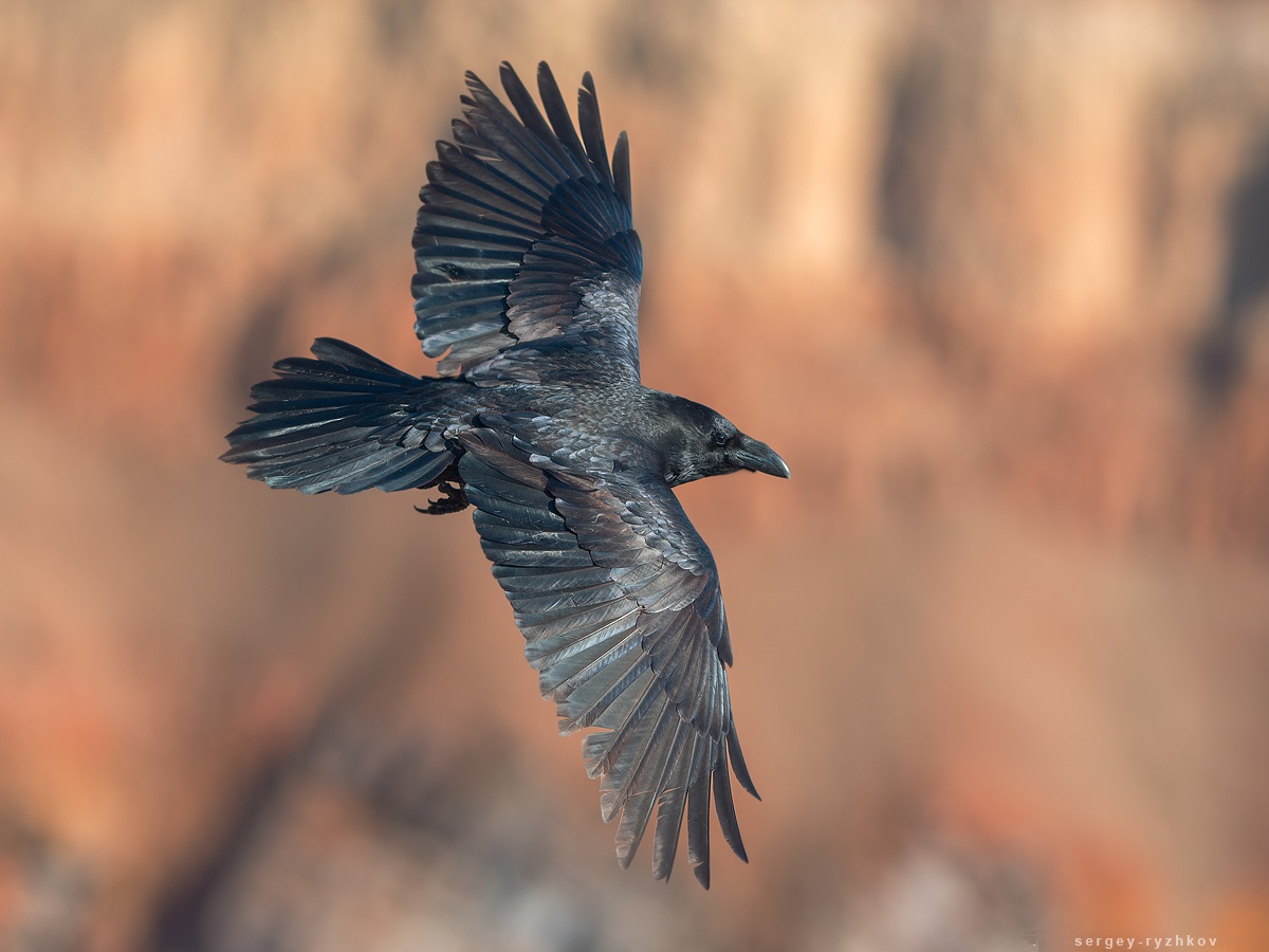 Raven bird in flight