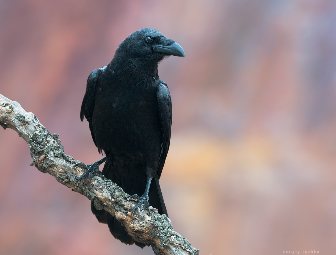 Raven na gałęzi