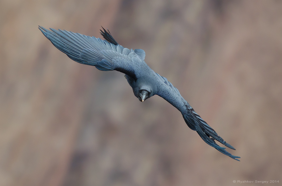 Crna vrana leti: pogled s prednje strane