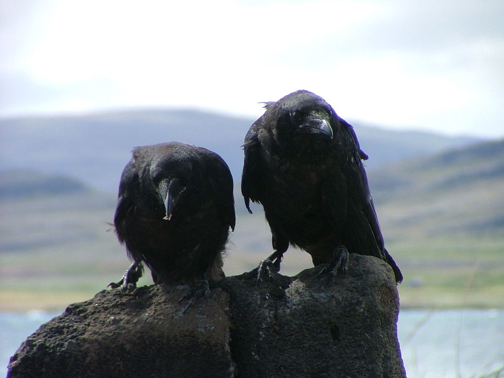 A pair of ravens on stone