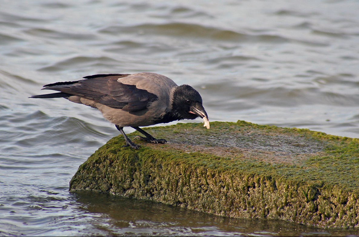 Durante cerca de 20-25 minutos, o corvo cinzento (Corvus cornix L.) abri...