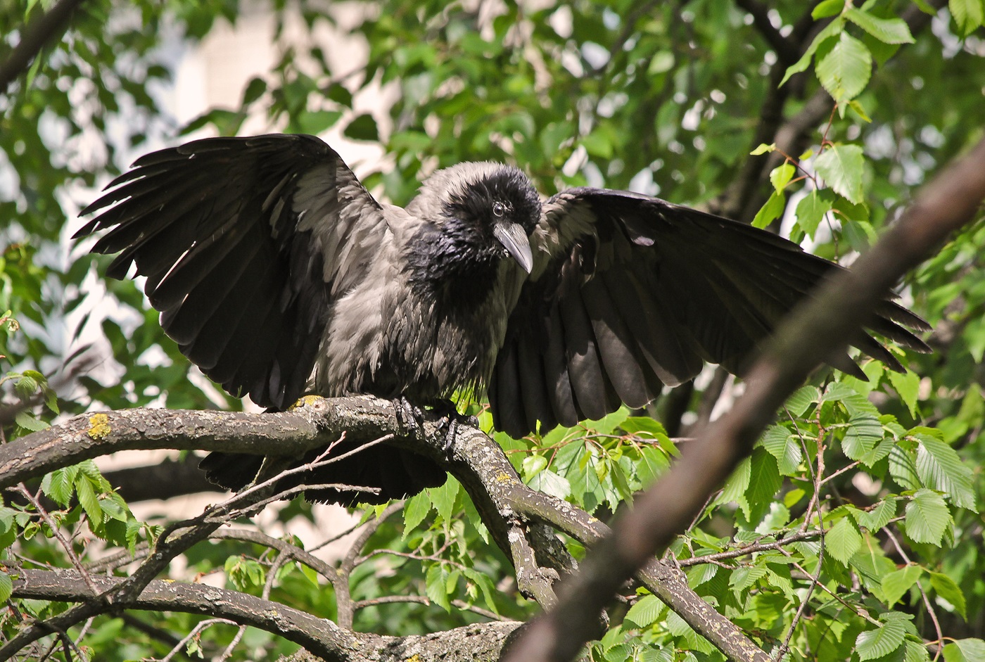 Hooded crow på en gren