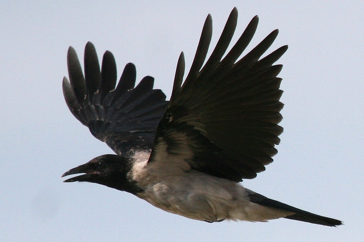 Hupullinen varis lennossa
