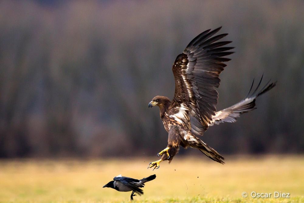 Un joven águila de cola blanca ataca a un cuervo gris.