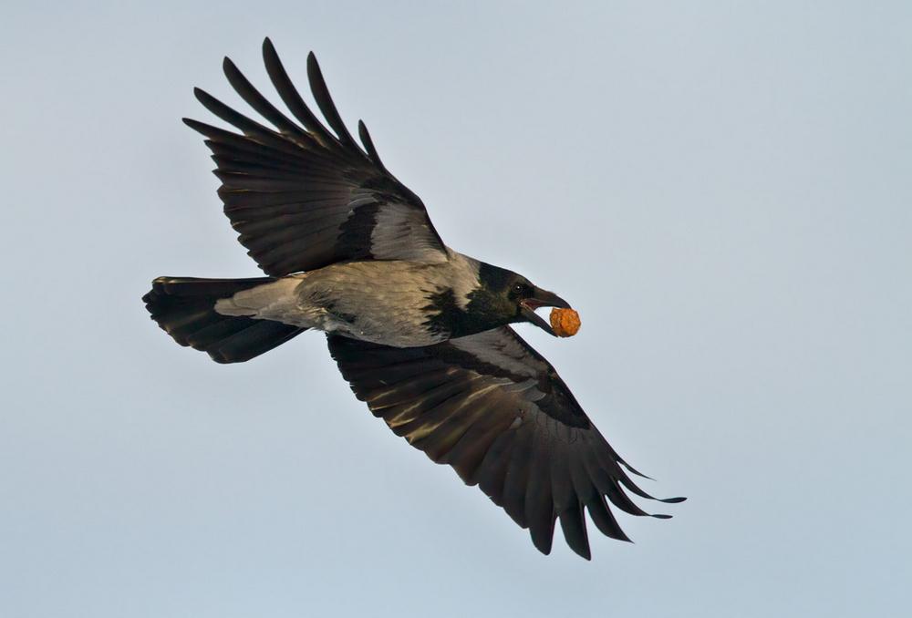 Hooded crow flyr med byttedyr