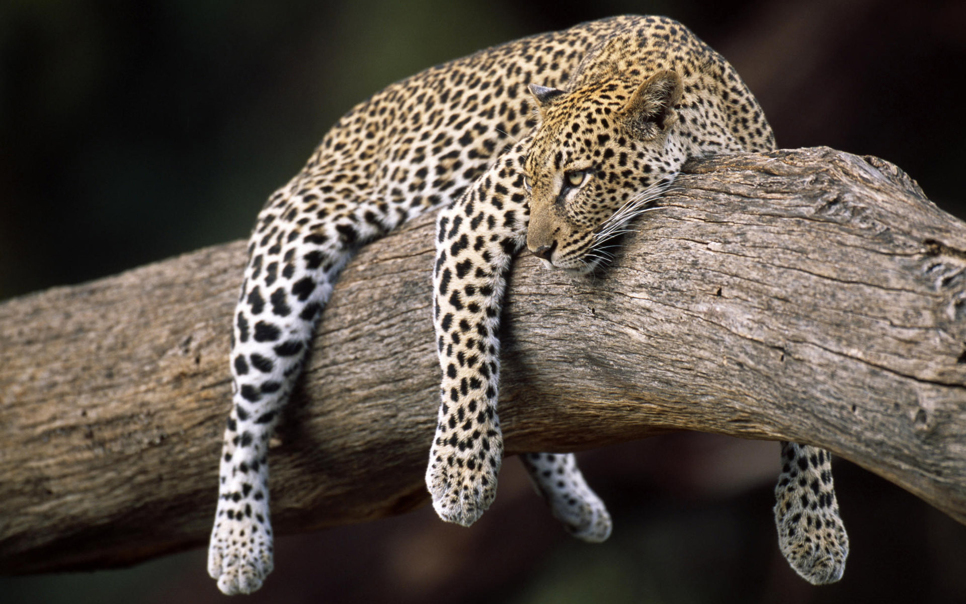 Снимки на леопард