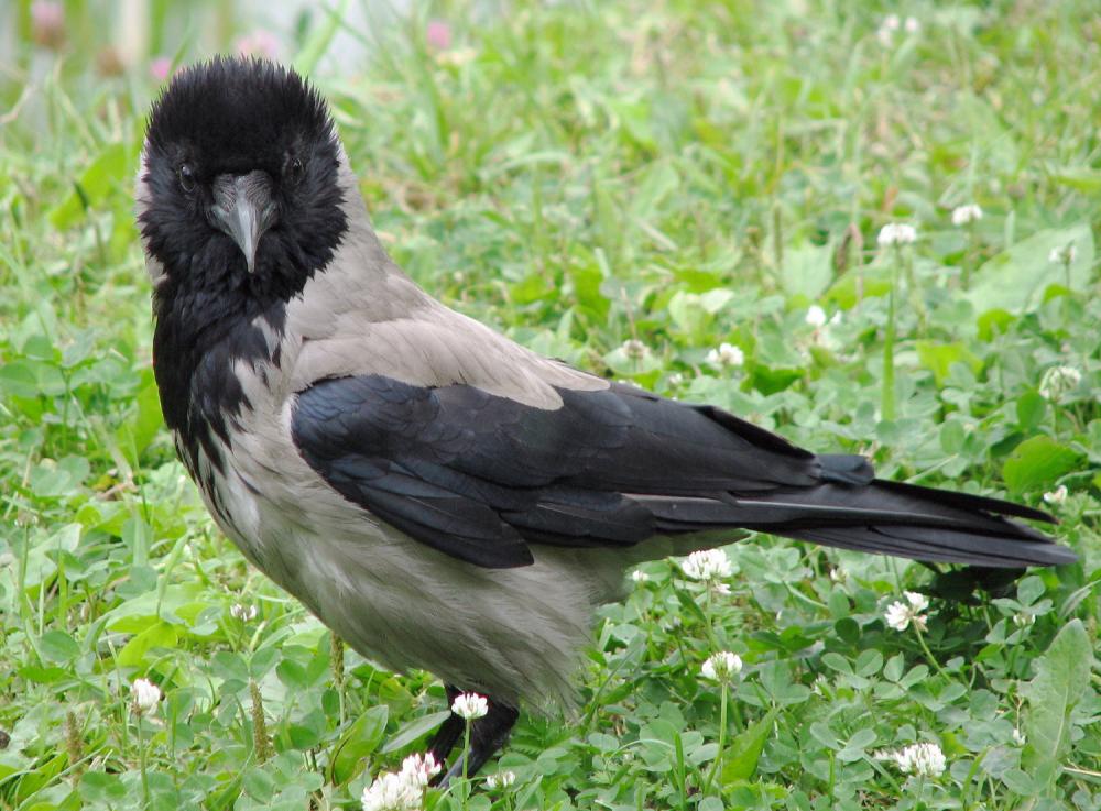 Gray crow