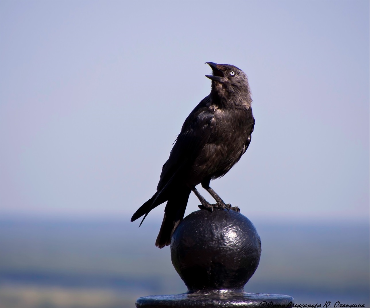 Jackdaw: پرندوں کی تصویر