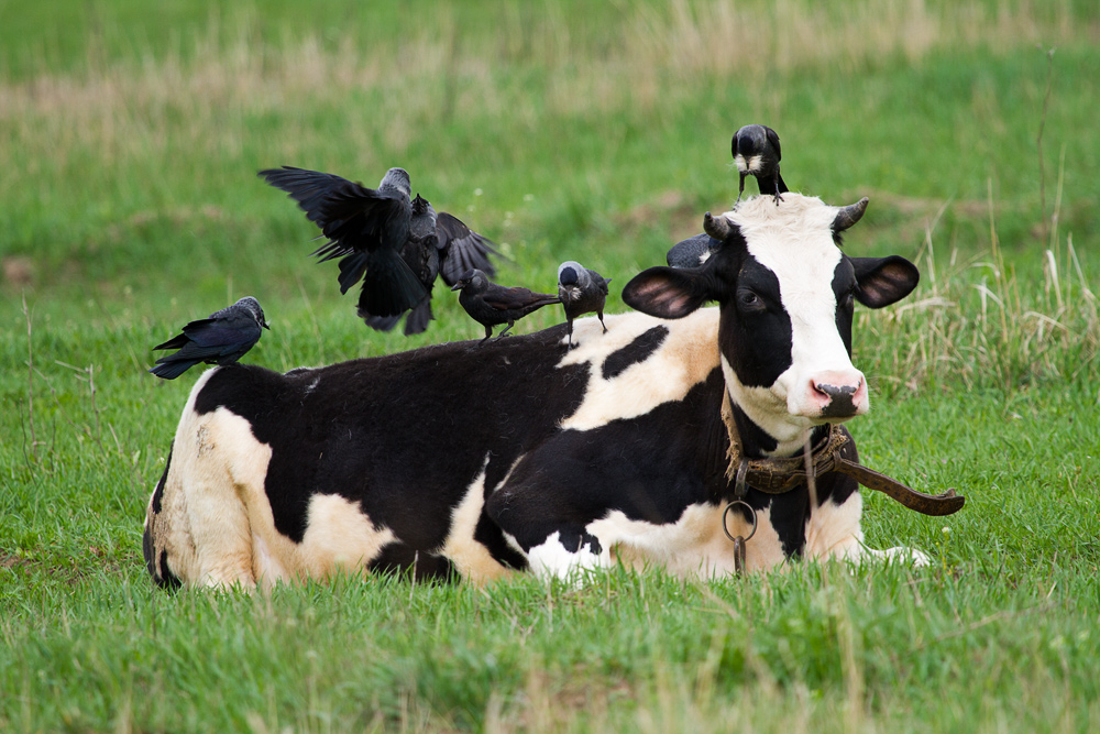 Jackdaws sobre a vaca