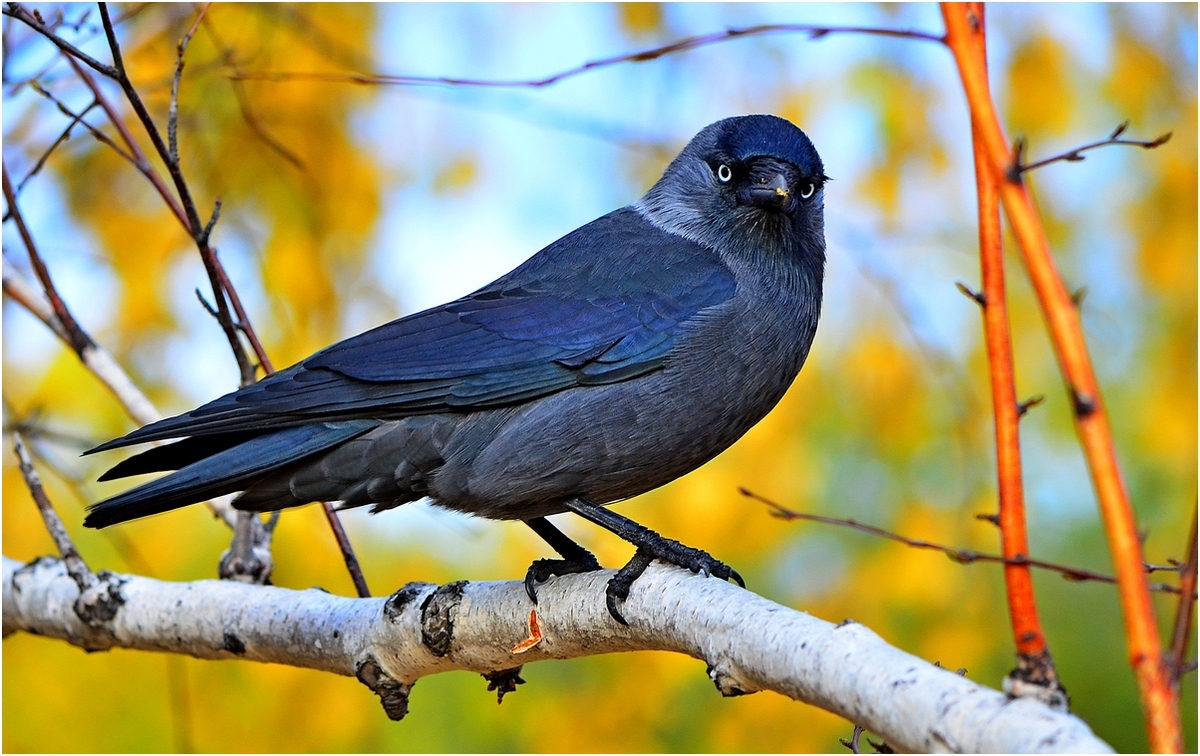 Crow in genere de betula osenyush