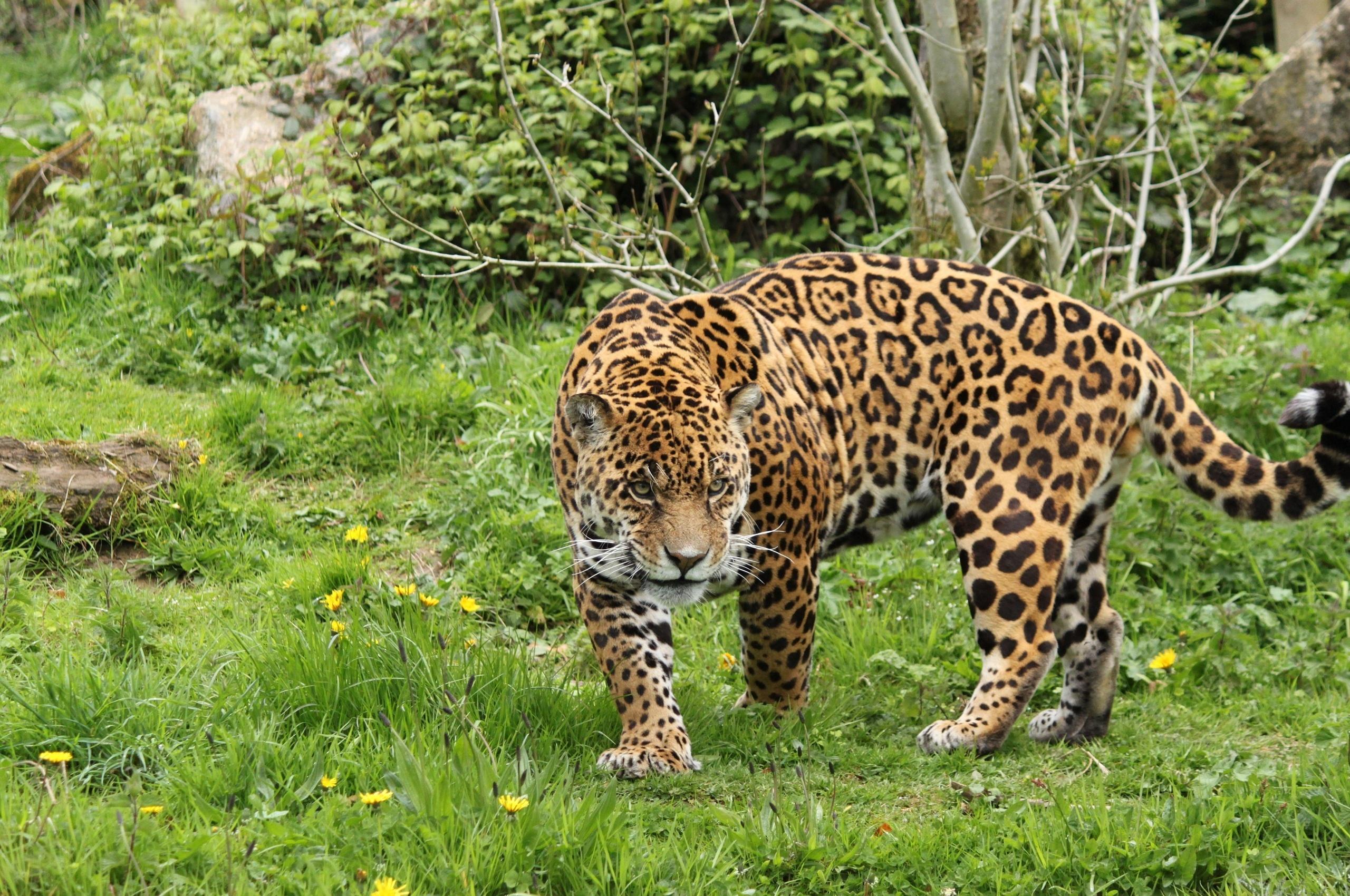 Jaguar-Fotos