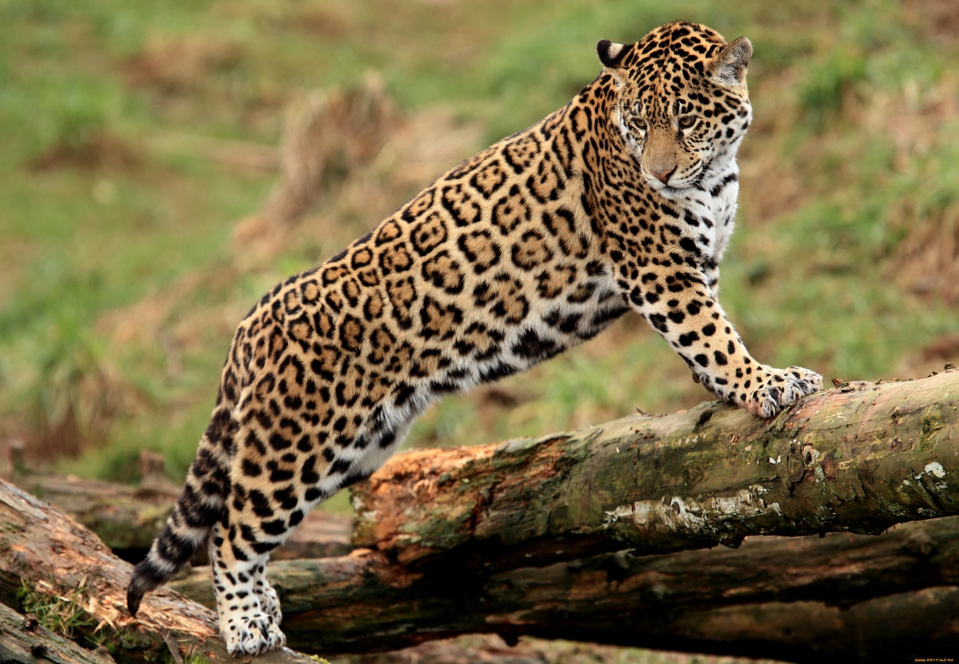 Jaguar ფოტოები