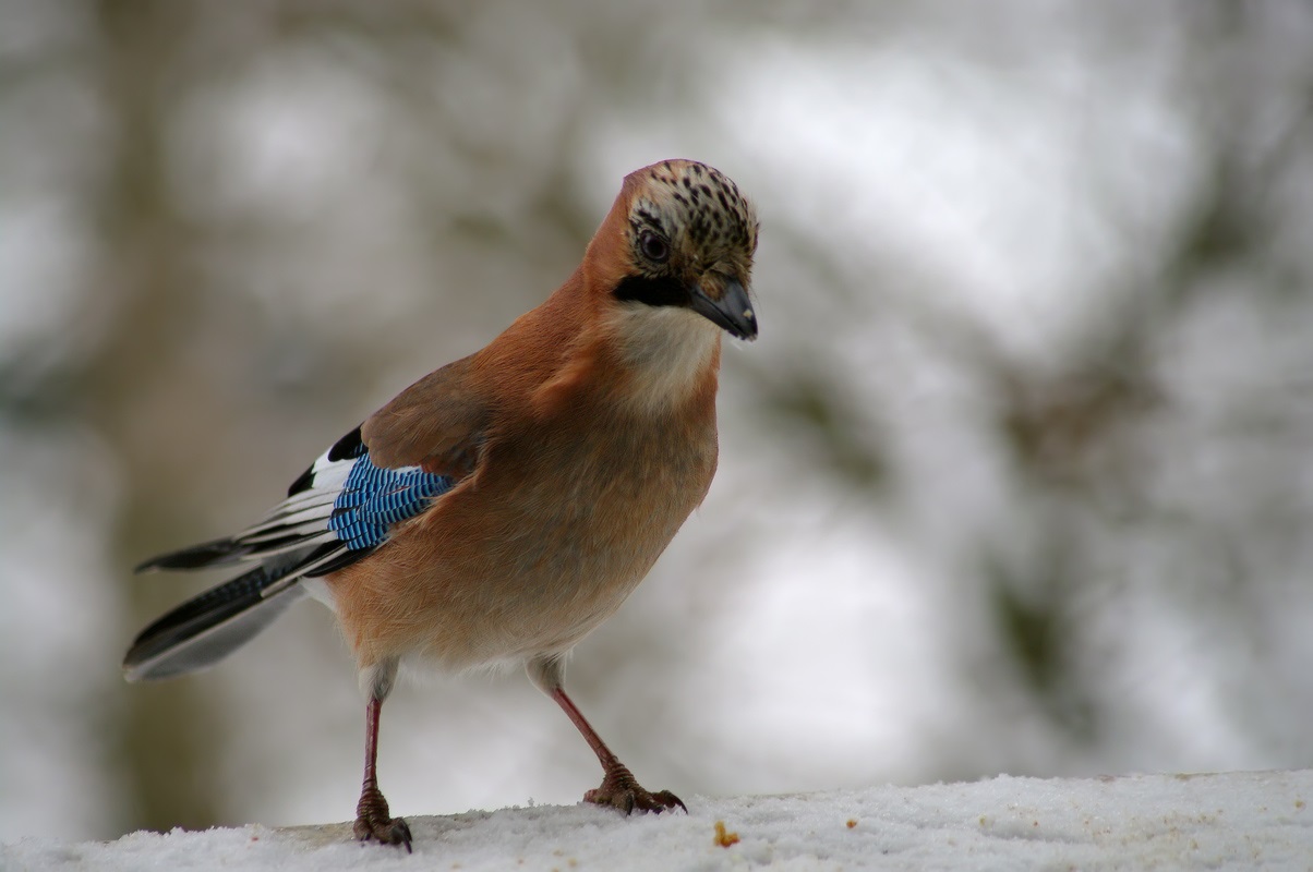 Photo of jay in winter