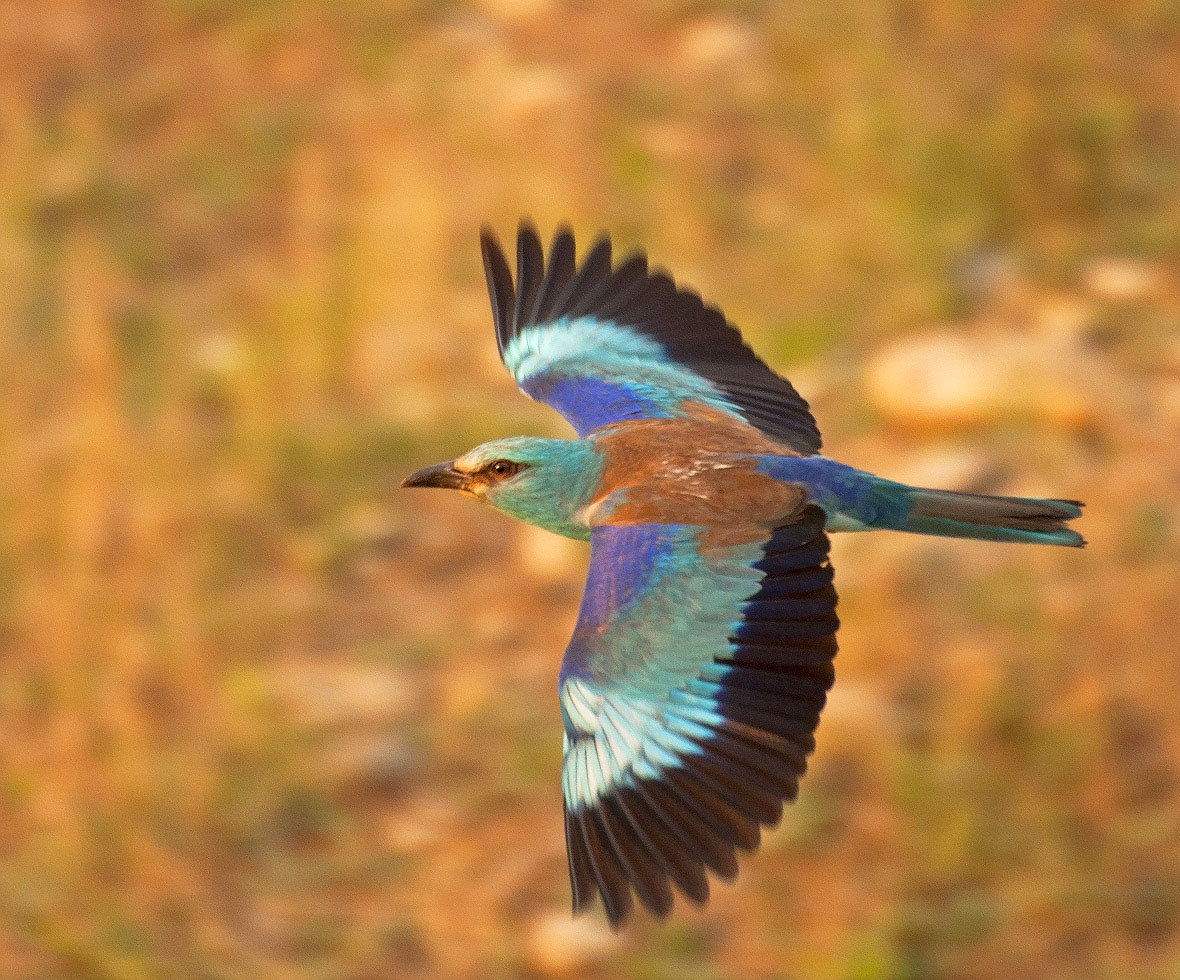 Ang Common Roller in Flight