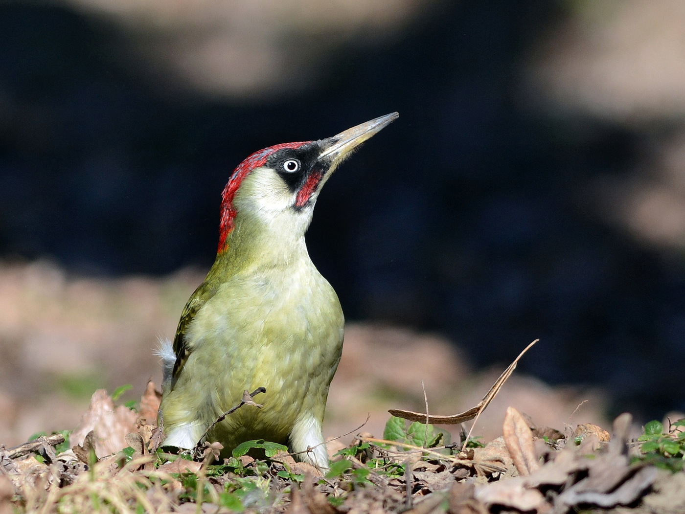 Green woodpecker (lalaki)