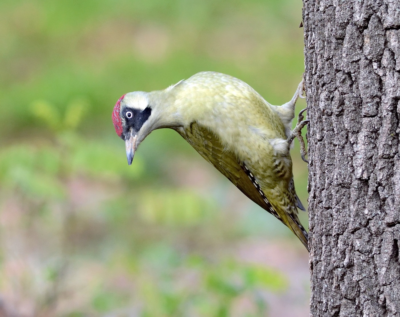 Female green woodpecker