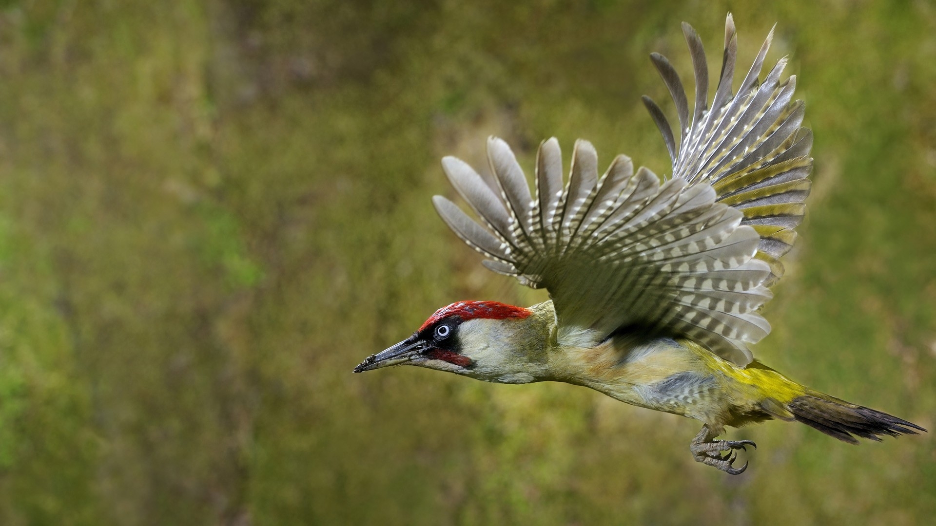 Woodpecker aħdar fit-titjira