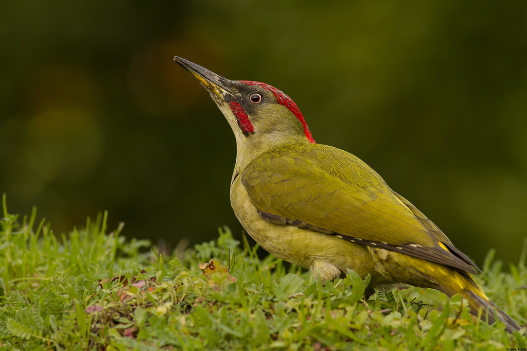 Ntsuab woodpecker