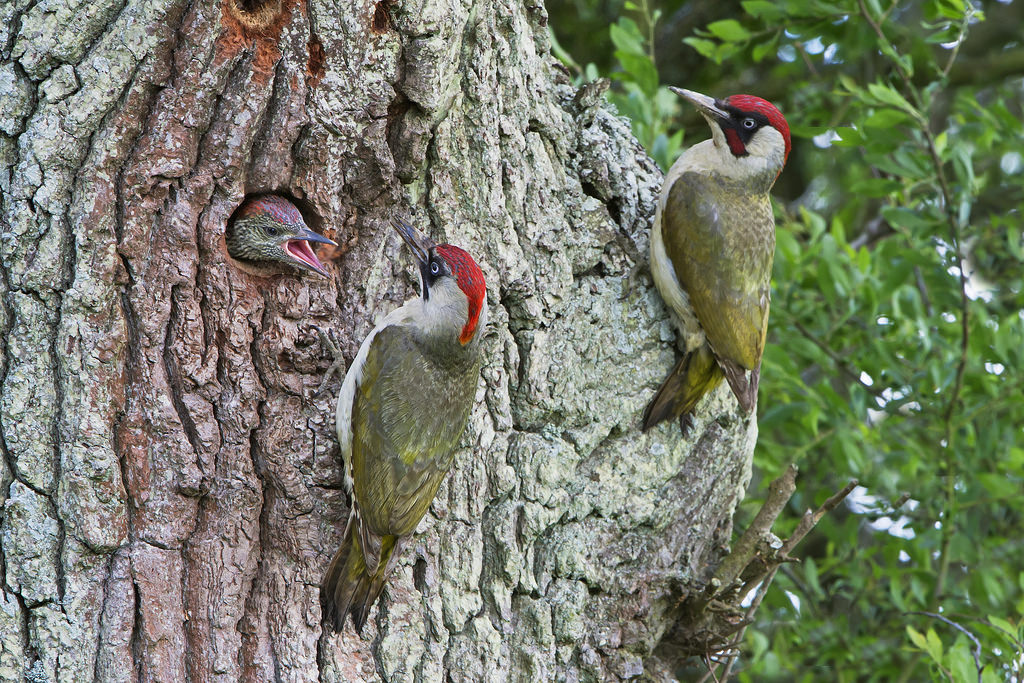 Family of green woodpeckers at the hollow with a chick