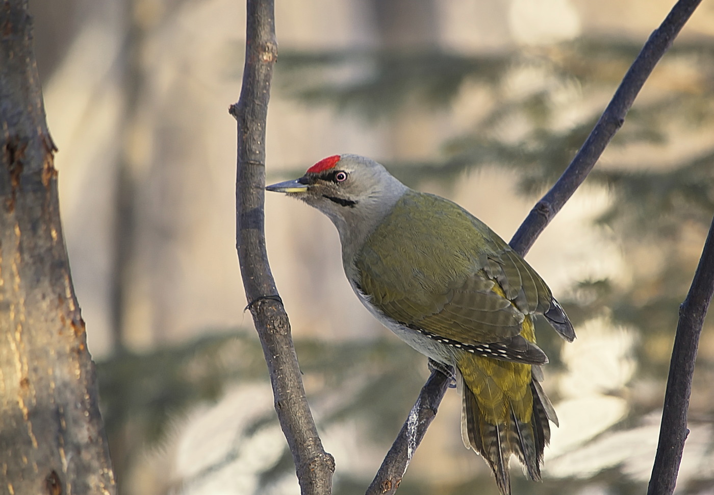 Gray woodpecker