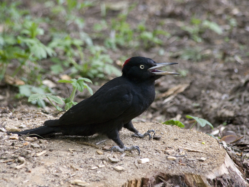 Yellow or black woodpecker, female
