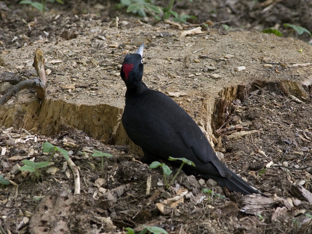 Gulur eða svartur woodpecker, kvenkyns
